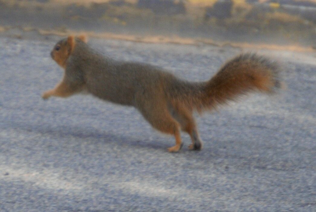 Squirrely squirrel